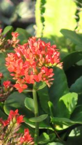 Ein Haufen roter Blumen auf einer grünen Pflanze in der Unterkunft Tamani Villas in Matemwe