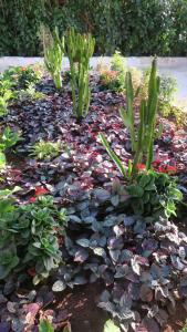 duas plantas num jardim com flores e folhas em Tamani Villas em Matemwe