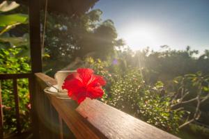 Zahrada ubytování Villa Wedang