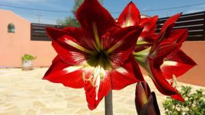 a red flower on a pole in a yard at Amaryllis Boutique Apartments in Moraitika