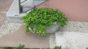 A garden outside La Residence da Caterina