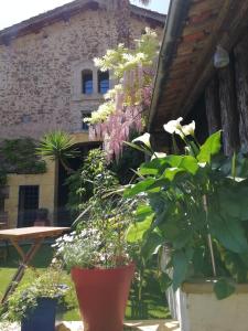un grupo de plantas en macetas frente a un edificio en La Chamberte, en Villeneuve-lès-Béziers 44 fotos más