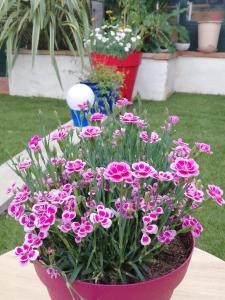 a pink flower pot with pink flowers in it at La Chamberte in Villeneuve-lès-Béziers