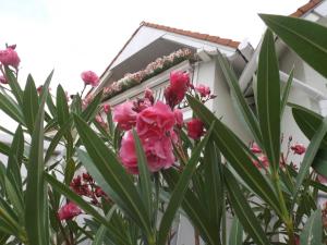 Giardino di Hévízi fecskefészek