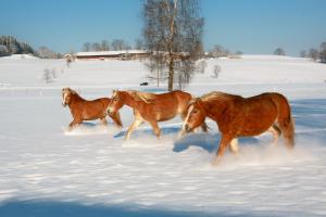 Afbeelding uit fotogalerij van Ferienhof Off in Sindelsdorf
