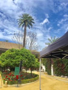 eine Palme in einem Garten mit einer Palme im Hintergrund in der Unterkunft Apartamento doña María Coronel Sevilla in Sevilla