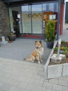 einem braunen Hund, der vor einem Gebäude sitzt in der Unterkunft Allgäuhotel Memmingen Nord in Memmingen