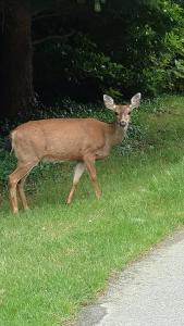 a deer walking in the grass next to a road at Nestledown B&B in Halfmoon Bay