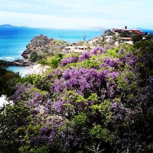 a bunch of purple flowers on a hill next to the ocean at Pousada Villa Toscana in Búzios