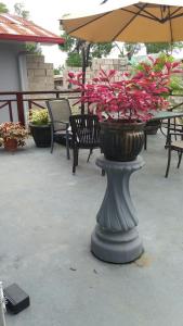 a planter with pink flowers in it on a patio at S-Villa in Paramaribo