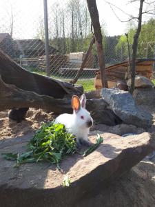 Zvieratá na farme alebo blízkom okolí