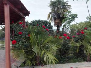 A garden outside Villa Anna