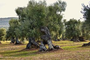 a group of olive trees in a field at Casa Campari in Ostuni