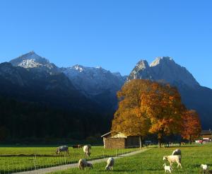 una manada de ovejas pastando en un campo con montañas en Ferienwohnung Am Kurpark -Wohnung 2,90qm- en Garmisch-Partenkirchen