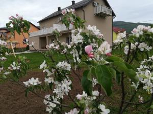 Zahrada ubytování Apartment and Rooms Aračić