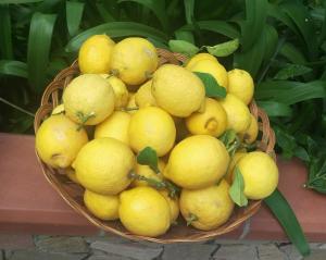 a basket filled with yellow lemons on a table at I Limoni del Sud Sardegna in Assemini +32 photos