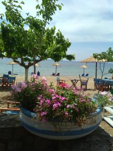 Gallery image of Paschalia sea view studios in Psakoudia +35 photos