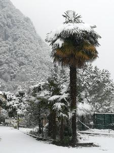 a palm tree covered in snow next to a mountain at Residence Mezzosole in Riva del Garda