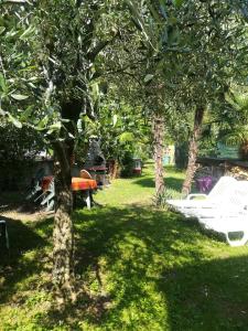 un parco con un albero e una panchina nell'erba di Residence Mezzosole a Riva del Garda