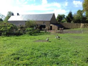 un groupe d'oiseaux dans un champ à côté d'une grange dans l'établissement Gite du Jardin Des Sources, à Vaux-sur-Seulles