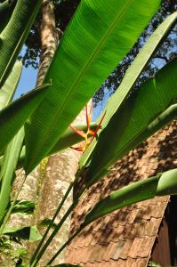 حديقة خارج Howler Monkey Hotel