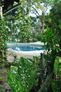المسبح في Howler Monkey Hotel أو بالجوار