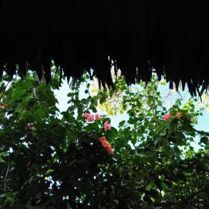 Zahrada ubytování Cebu Pungko-pungko Hostel