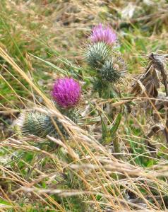 Ảnh trong thư viện ảnh của Torridon Guest House ở Inverness