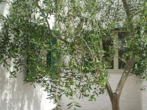 a tree in front of a window next to a building at La Marina Bay in Vieste