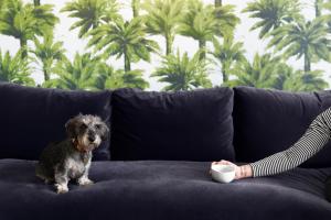 Pet or pets staying with guests at The Lodge Hotel - Putney 