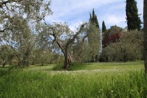 ein Feld mit hohen Bäumen und Blumen in der Unterkunft Romitorio di Castiglione del Lago in Pozzuolo