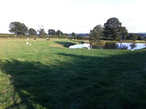 un grupo de animales pastando en un campo junto a un lago en Crich Lane Farm, en Alfreton