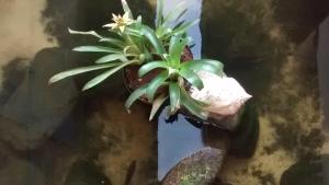 Gambar di galeri bagi Pousada do Tié di Ubatuba