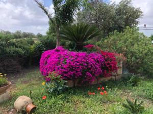 A garden outside Curti Russi