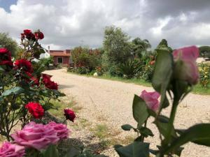 A garden outside Curti Russi