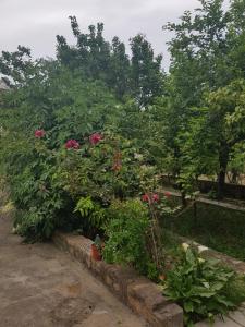 Zahrada ubytování "Il nespolo"