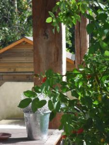 une plante en pot assise sur une table dans l'établissement Cottage Prairie Bonheur, à Magny-les-Hameaux