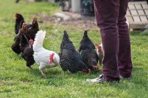 Zvieratá na farme alebo blízkom okolí