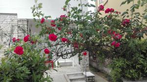 un montón de rosas rojas creciendo en un edificio en Casa Millegrü, en Pisa
