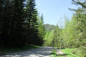 ムジャシフレにあるApartament Córuśの森の中の未舗装道路