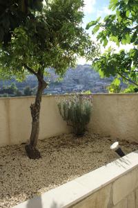 a tree in the middle of a garden at Amaca Iblea in Ragusa