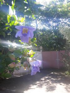 Ein Haufen lila Blumen hängt von einem Baum in der Unterkunft Chalés Musa de Maresias in Maresias