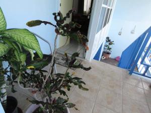 a potted plant sitting on the floor next to a door at Ellen Bay Cottages in Saint Philips