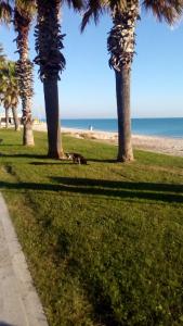un cane steso sull'erba vicino alla spiaggia di Casa Dilva a Porto SantʼElpidio Altre 10 foto