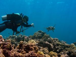 Foto da galeria de Oneta Resort em Ono Island