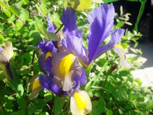 Un mazzo di fiori viola e gialli su una pianta di Villa Kalina a Lozenets