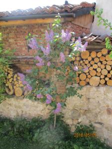 A garden outside Borimechkova Kashta