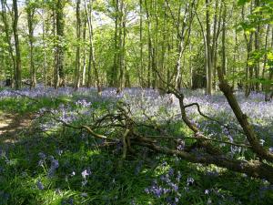 un campo de flores azules en una zona boscosa en B&B Rafters en Abingdon