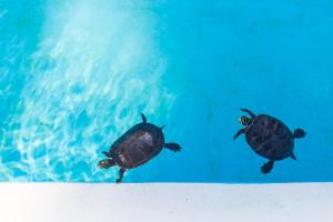 Animais no hotel-fazenda rural ou nos arredores