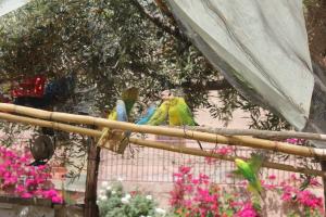três pássaros sentados num poste de bambu num jardim em Escale Rando Taliouine em Taliouine
